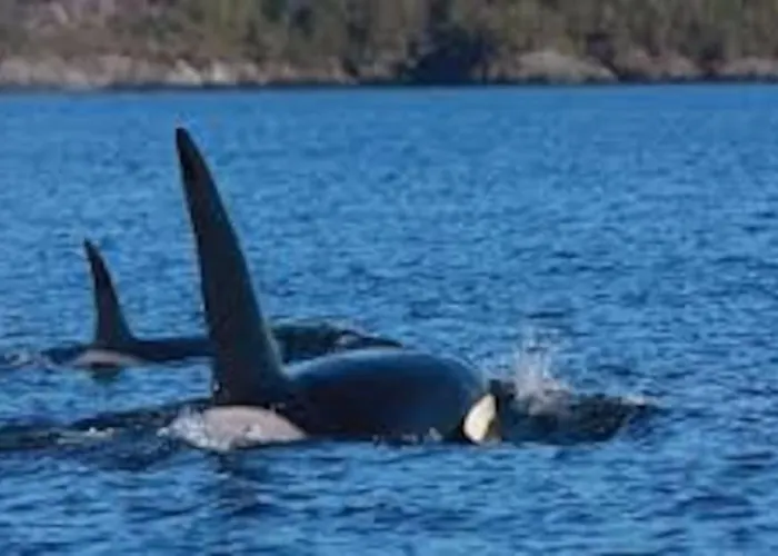 Lyngstuva - Aurora In Lyngen Holiday home Russelv