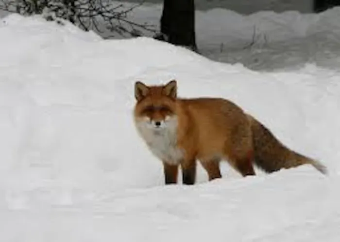 Lyngstuva - Aurora In Lyngen * Russelv