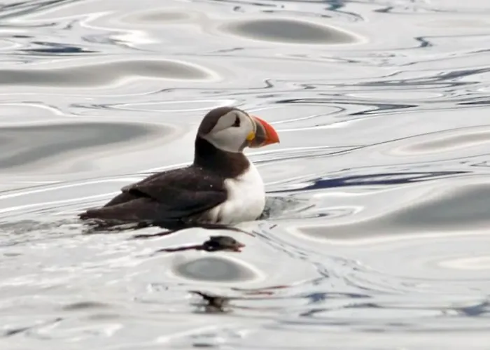 Lyngstuva - Aurora In Lyngen