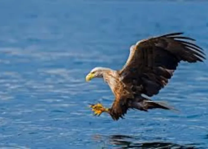 Lyngstuva - Aurora In Lyngen *