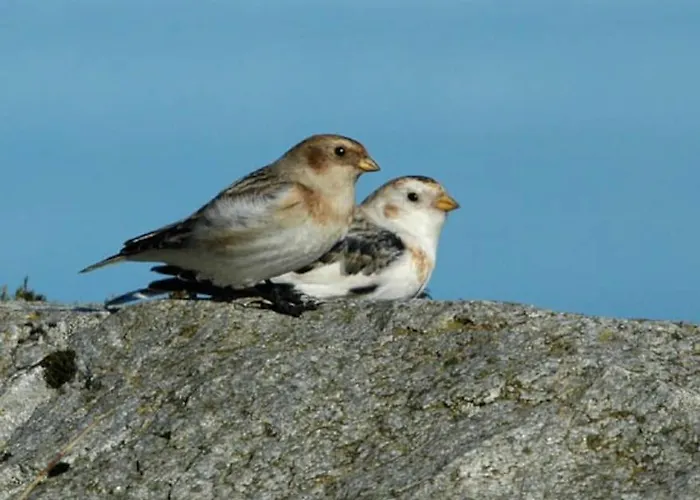 Lyngstuva - Aurora In Lyngen Holiday home