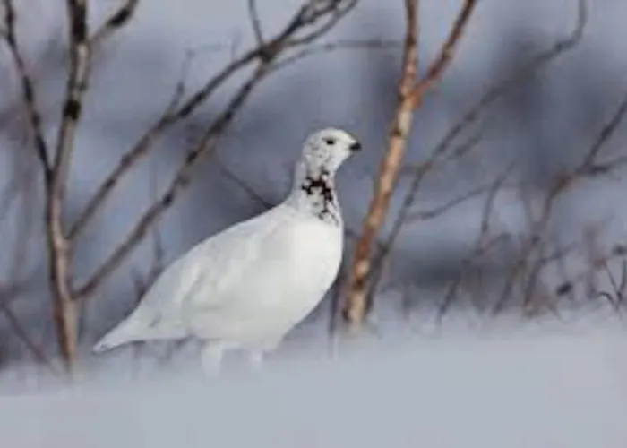 Lyngstuva - Aurora In Lyngen * Russelv