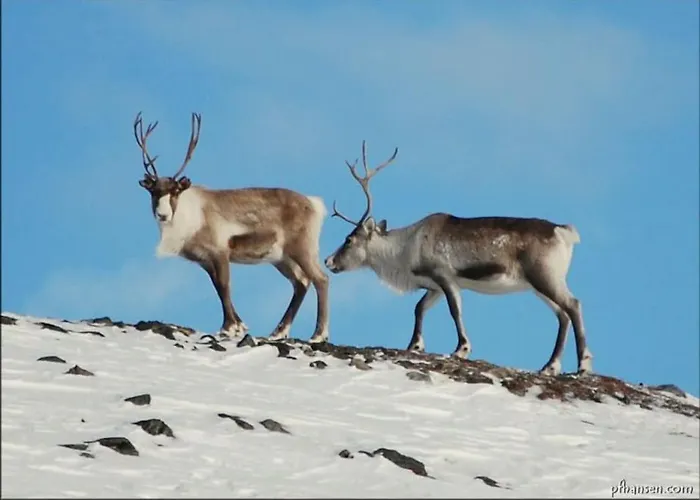 Vakantiehuis Lyngstuva - Aurora In Lyngen *