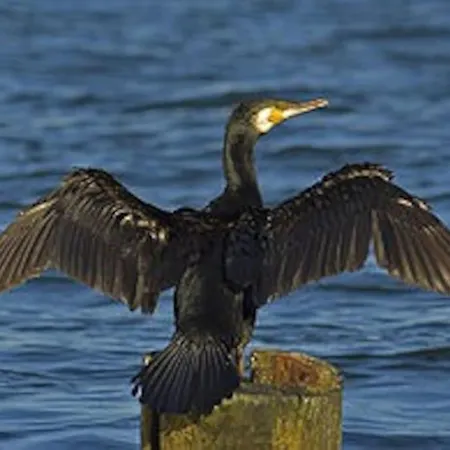 別荘 Lyngstuva - Aurora In Lyngen