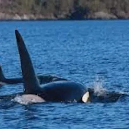 Lyngstuva - Aurora In Lyngen 別荘 Russelv