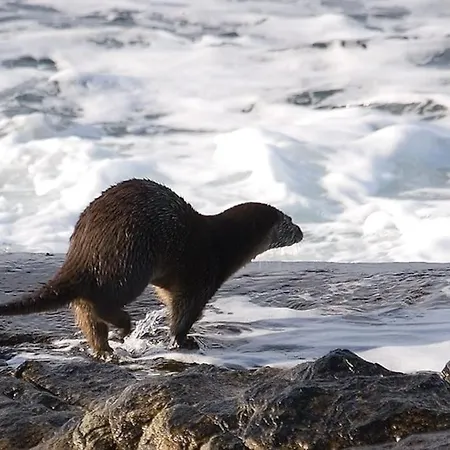 Lyngstuva - Aurora In Lyngen 別荘