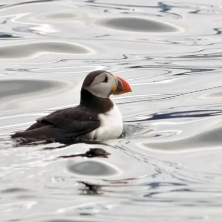 Lyngstuva - Aurora In Lyngen