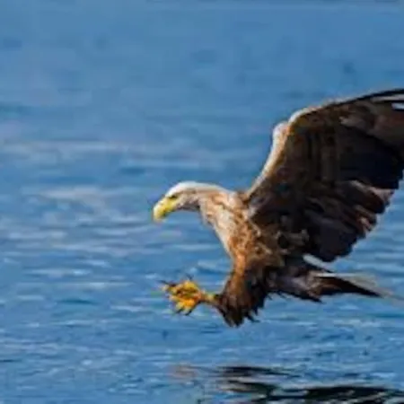 Lyngstuva - Aurora In Lyngen *