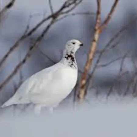 Lyngstuva - Aurora In Lyngen * Russelv
