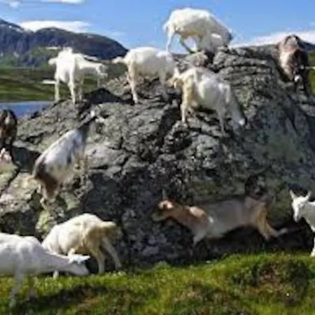 別荘 Lyngstuva - Aurora In Lyngen