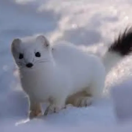 Lyngstuva - Aurora In Lyngen