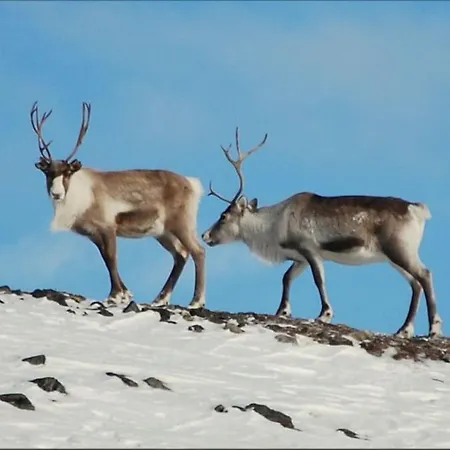 別荘 Lyngstuva - Aurora In Lyngen *