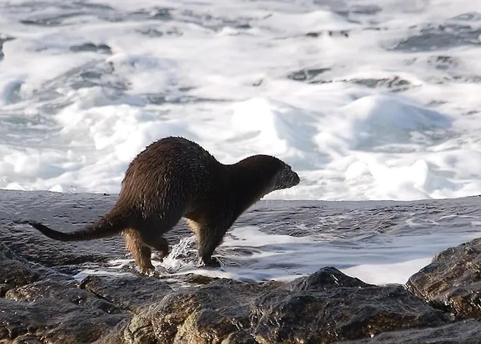 Lyngstuva - Aurora In Lyngen בית נופש