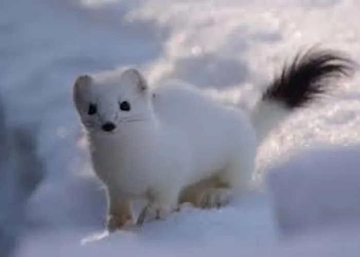 Lyngstuva - Aurora In Lyngen